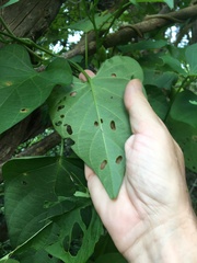 Ipomoea violacea