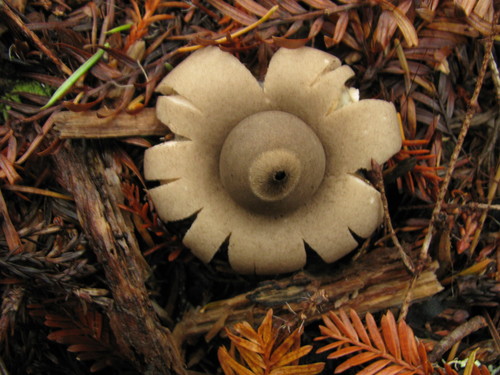 rounded earthstar