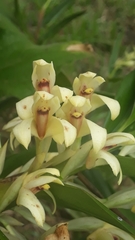 Maxillaria embreei