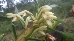Maxillaria embreei
