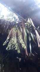 Burmannia kalbreyeri