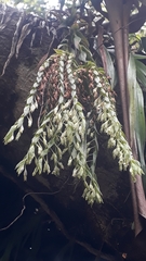 Burmannia kalbreyeri