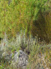 Ursinia punctata