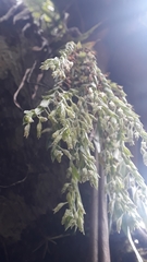 Burmannia kalbreyeri