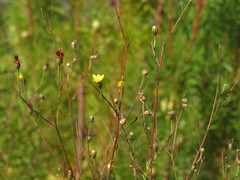 Ursinia punctata