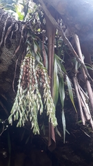 Burmannia kalbreyeri