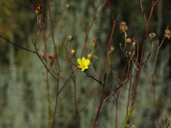 Ursinia punctata