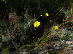 Ursinia punctata