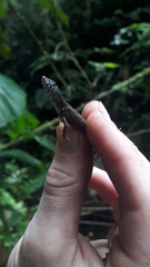 Potamites strangulatus