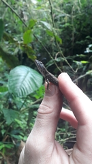 Potamites strangulatus