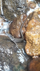 Potamites strangulatus