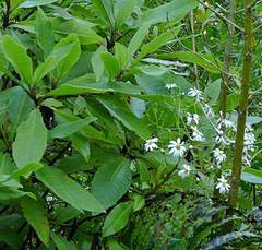 Brachyglottis hectorii