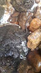 Potamites strangulatus