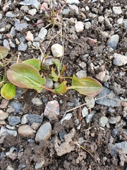 Rumex rugosus