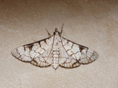 Aphytoceros lucusalis