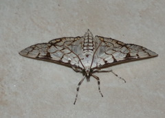 Aphytoceros lucusalis