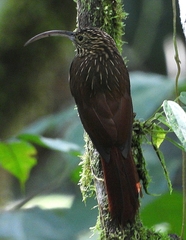 Campylorhamphus pusillus