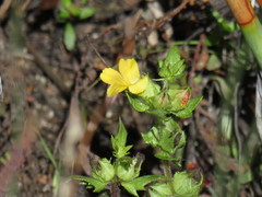 Alectra sessiliflora sessiliflora