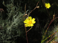 Ursinia punctata