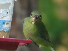 Passerina ciris image