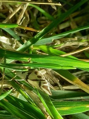 Thalaina inscripta