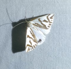 Thalaina inscripta