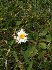 Bellis perennis