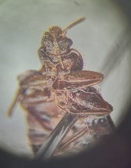 Cimex hemipterus