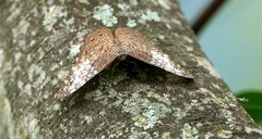 Hamadryas amphichloe