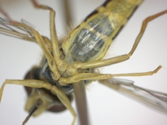 Sphaerophoria scripta