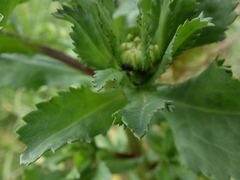 Coleostephus myconis