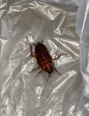 Periplaneta americana