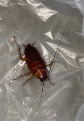 Periplaneta americana