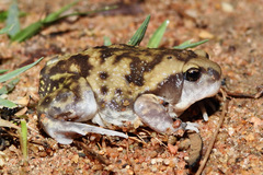 Uperodon systoma