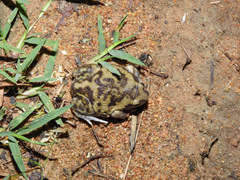 Uperodon systoma