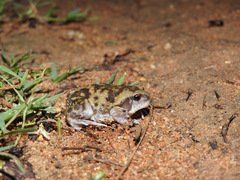 Uperodon systoma