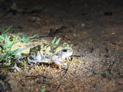 Uperodon systoma