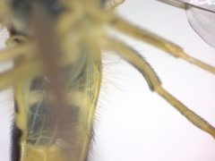 Sphaerophoria scripta