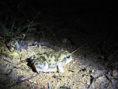 Uperodon systoma