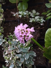 Bergenia crassifolia