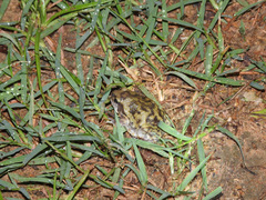 Uperodon systoma