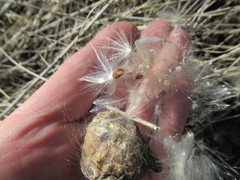 Vincetoxicum sibiricum