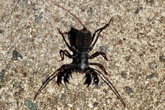 Thelyphonus sepiaris