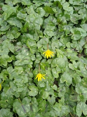 Ficaria verna