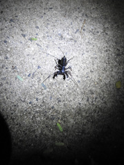 Thelyphonus sepiaris