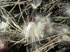 Vincetoxicum sibiricum