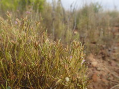 Dicerothamnus adpressus