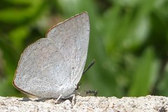 Curetis santana