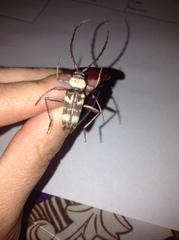 Megacyllene antennata