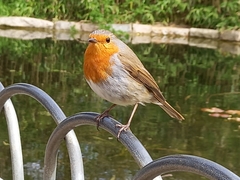 Erithacus rubecula